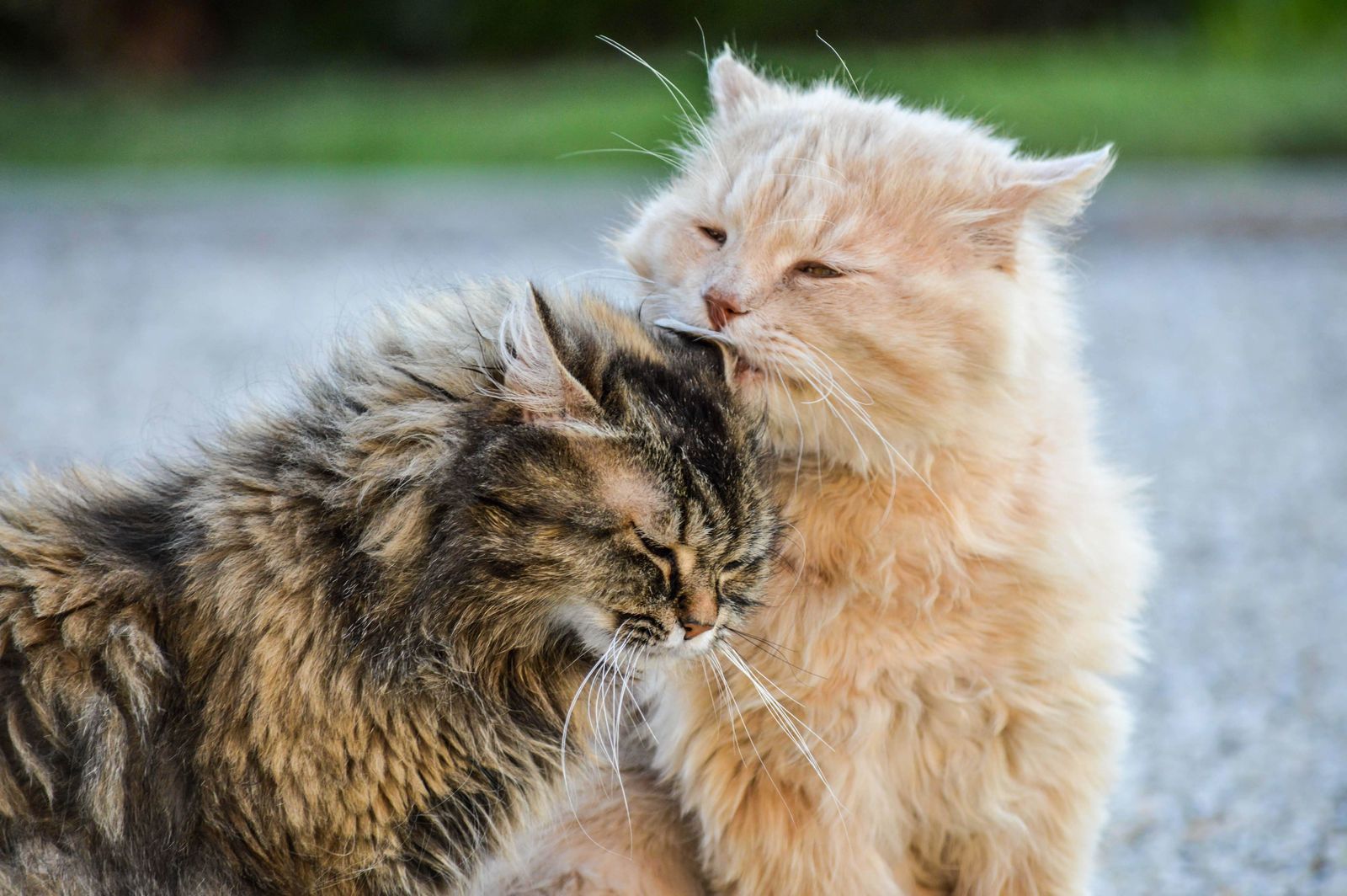 Cats lick each other in different contexts, and they&amp;#39;re not all friendly.