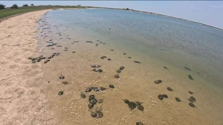 trending topics, internet trends, Inside The lifesaving secret hidden inside a horseshoe crab's blue…: What Readers…
