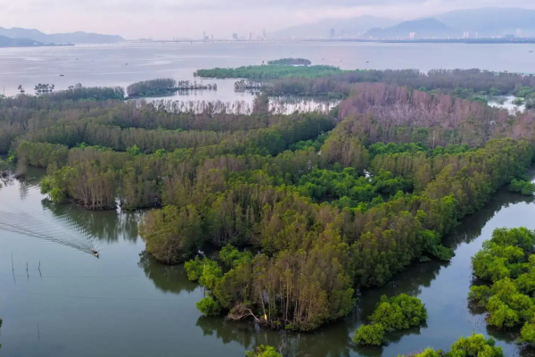Con Chim Islet: A Hidden Mangrove Sanctuary in Vietnam's Thi Nai Lagoon